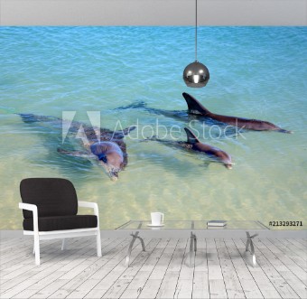 Picture of Dolphins in Monkey Mia Western Australia